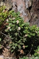 Vaccinium_vitis-idaea_2152.JPG