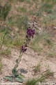 Verbascum_phoeniceum_1150.JPG