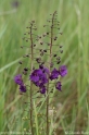 Verbascum_phoeniceum_6347.jpg