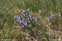 Veronica_prostrata_1140.JPG