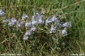 Veronica_prostrata_1158.JPG