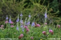 Veronica_teucrium_0041.JPG