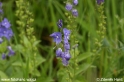 Veronica_teucrium_0273.JPG