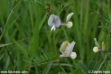 Vicia_grandiflora_7773.JPG