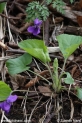 Viola_odorata _0698.JPG