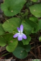 Viola_odorata_3088.JPG