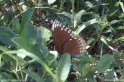 Papilio_clytia10161.jpg