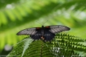 Papilio_memnon_4516.jpg
