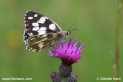 Melanargia_galathea_6366.JPG