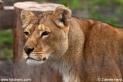 Panthera_leo_2785.JPG