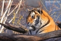 Panthera_tigris_3940.JPG