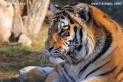 Panthera_tigris_3947.JPG