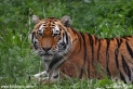 Panthera_tigris_tigris_2821.JPG