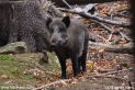 Sus_scrofa_4718.JPG