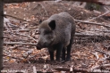 Sus_scrofa_4728.JPG