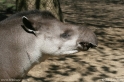 Tapirus_terrestris_4600.jpg