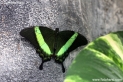 Papilio_palinurus_6570.jpg