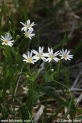 Stellaria_holostea_1058.JPG