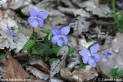 Viola_reichenbachiana_1061.JPG