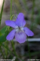 Viola_riviniana_1047.JPG