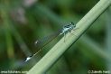 Ischnura_elegans_0202.JPG