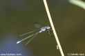 Lestes_sponsa_1733.JPG