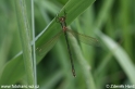 Lestes_viridis_9645.jpg